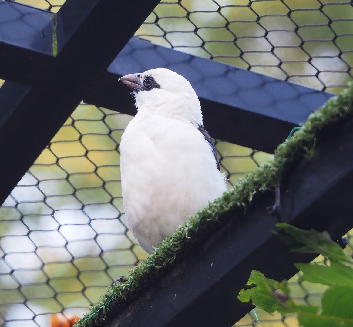 White-headed buffalo weaver (Dinemellia dinemelli), 2022-10-29
