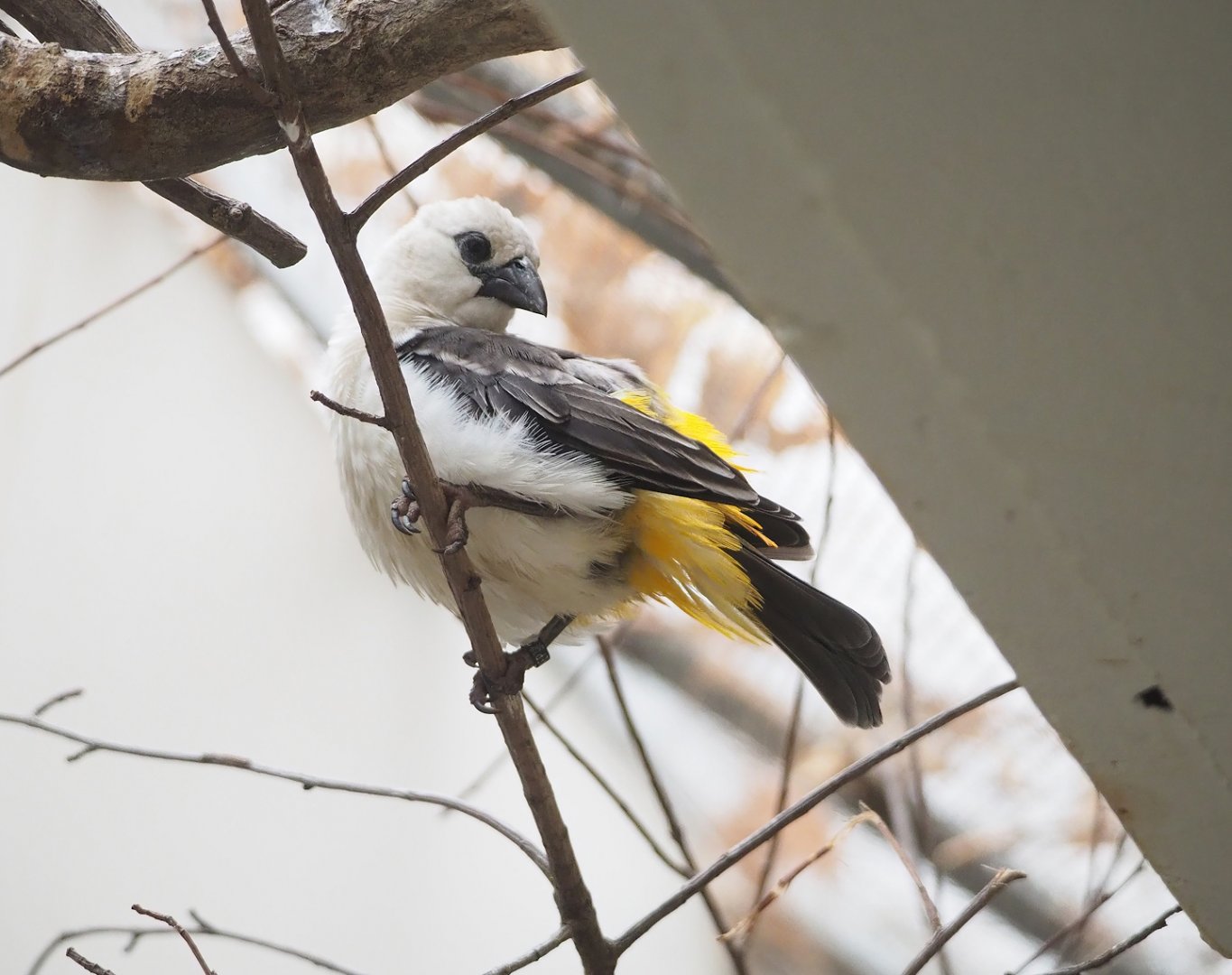 White-headed buffalo-weaver (Dinemellia dinemelli), 2023-04-08