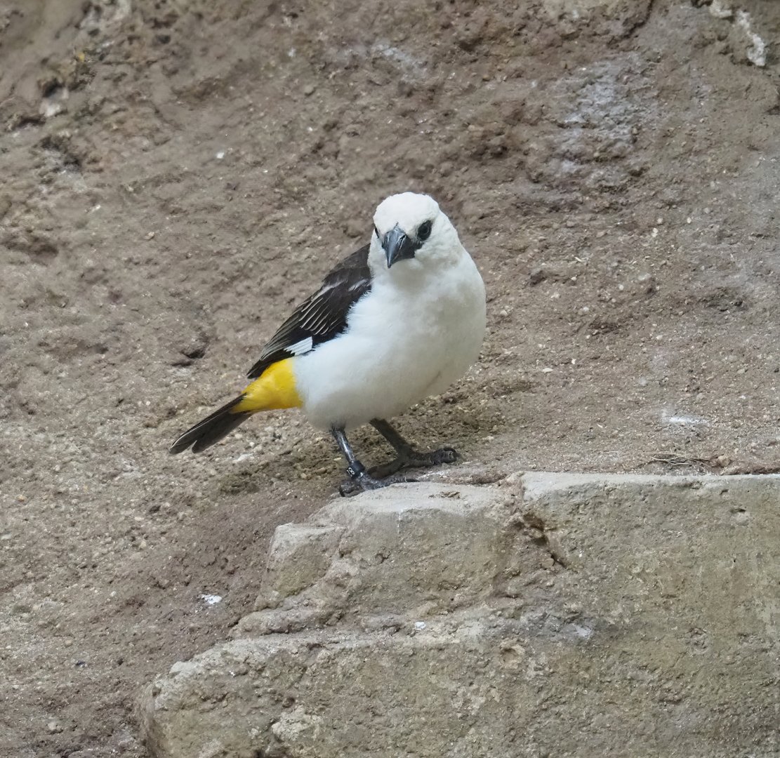 White-headed buffalo weaver (Dinemellia dinemelli), 2023-07-02