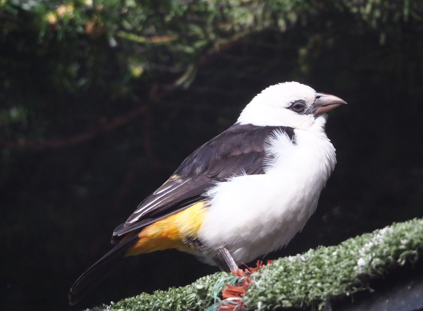 White-headed buffalo weaver (Dinemellia dinemelli), 2024-03-09