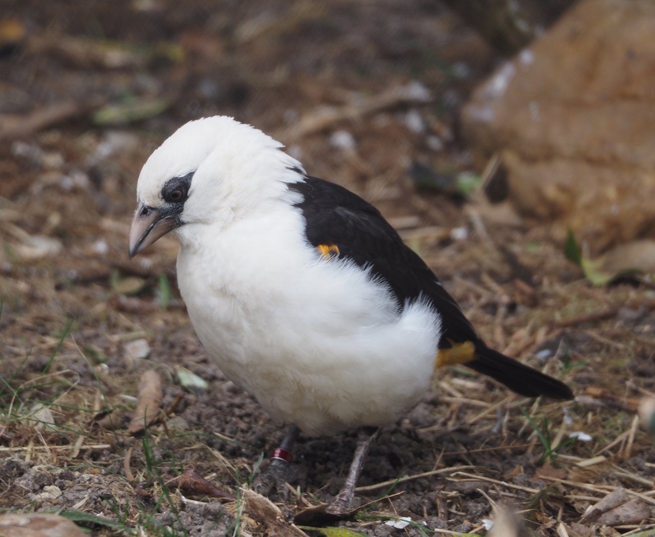 White-headed buffalo weaver (Dinemellia dinemelli), 2024-03-09