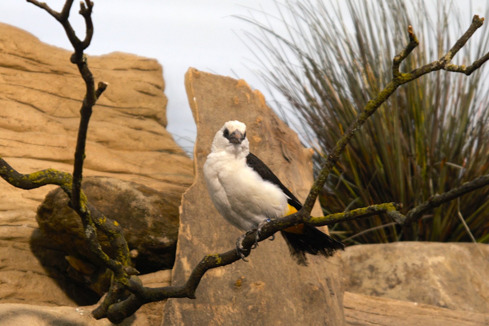 White-headed Buffalo-weaver (Dinemellia dinemelli), 2025-01-20