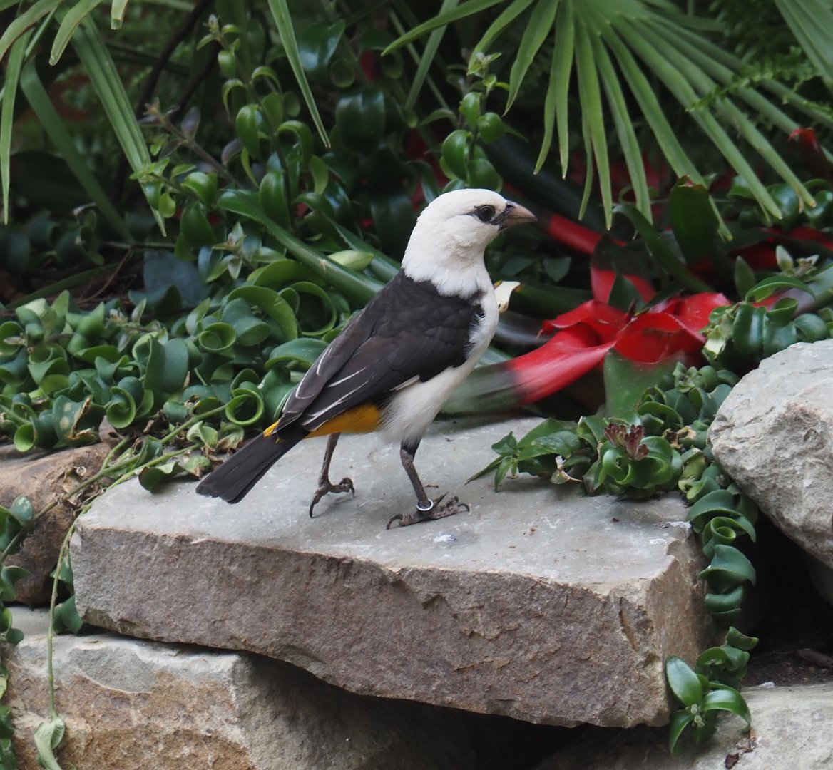 White-headed buffalo weaver (Dinemellia dinemelli), 2025-07-21