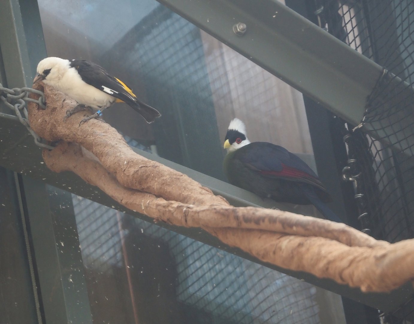 White-headed buffalo weaver (Dinemellia dinemelli) and White-crested turaco (Tauraco leucolophus), 2025-09-10