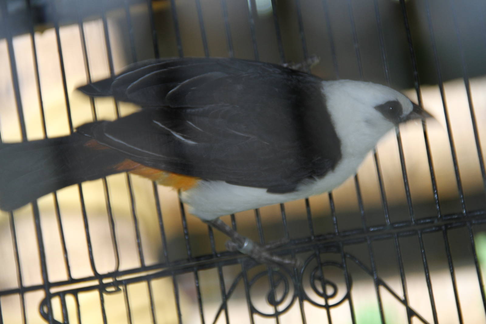 White-headed Buffalo Weaver (Dinemellia dinemelli)