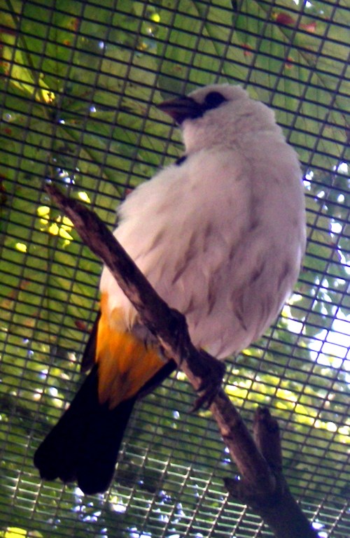 White-headed Buffalo Weaver (Dinemellia dinemelli)