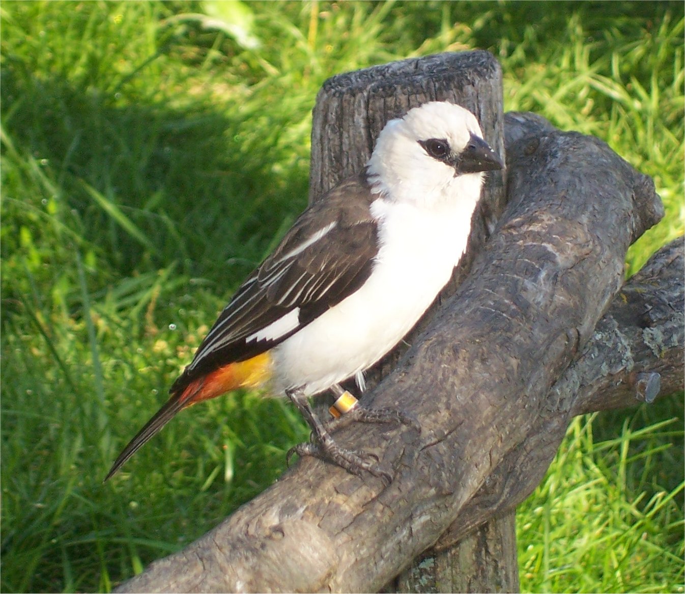 White-headed Buffalo-weaver (Dinemellia dinemelli)