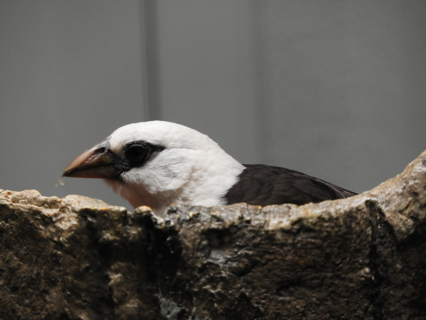 White-Headed Buffalo Weaver (Dinemellia dinemelli)