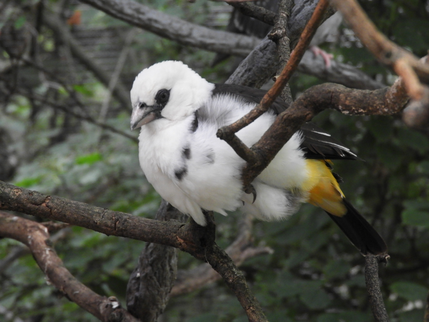 White-headed Buffalo Weaver (Dinemellia dinemelli)