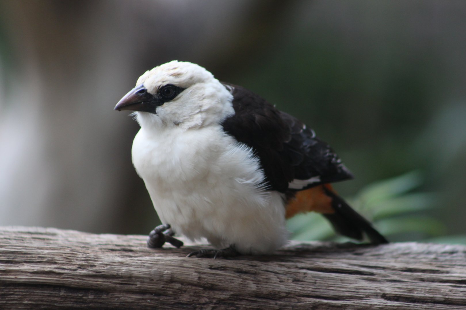 White-headed buffalo weaver (Dinemellia dinemelli)