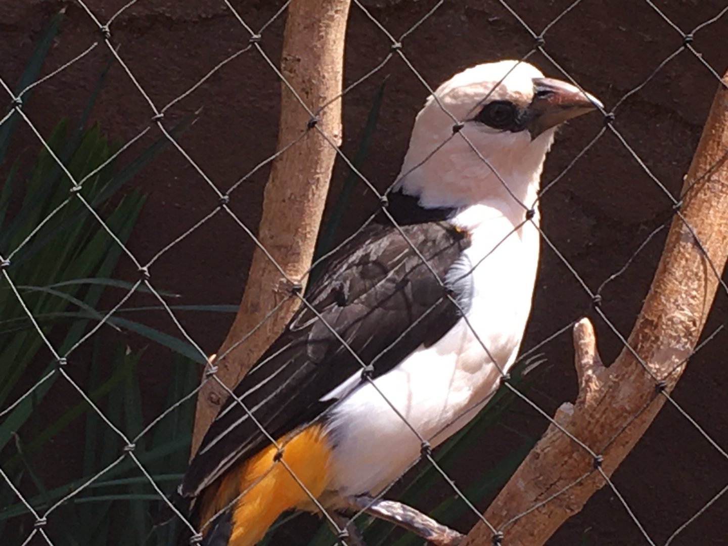 White-Headed Buffalo Weaver (Dinemellia dinemelli)