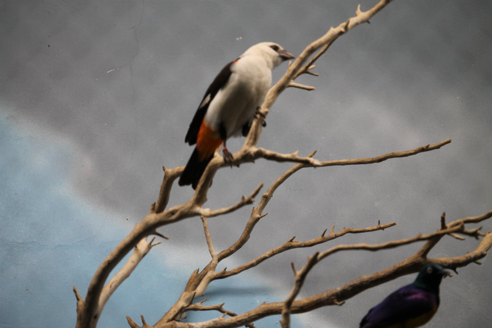 White-headed buffalo weaver (Dinemellia dinemelli)
