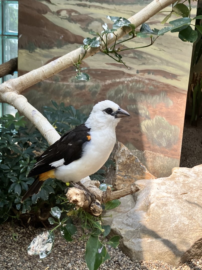 White-Headed Buffalo Weaver (Dinemellia dinemelli)