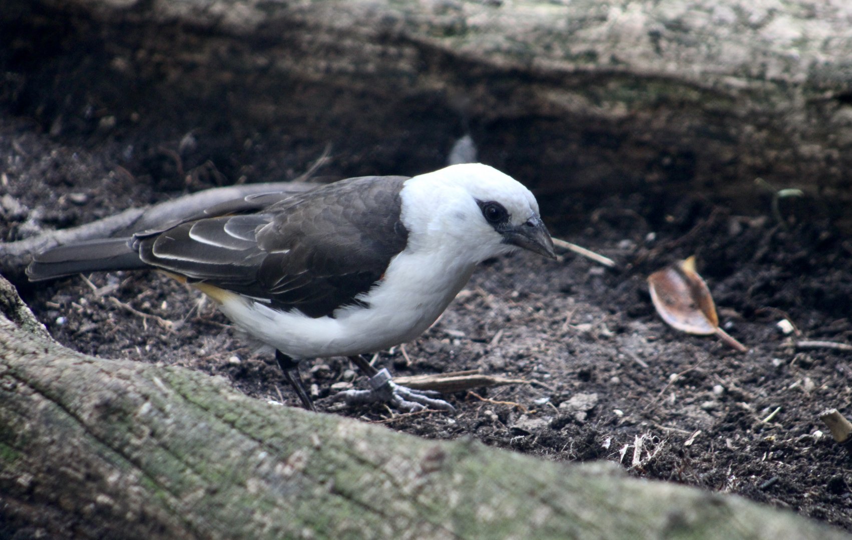 White-Headed Buffalo Weaver (Dinemellia dinemelli)