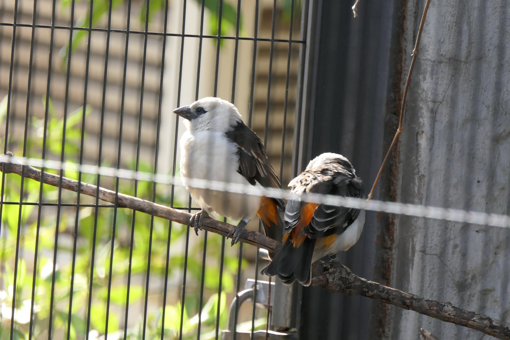 White-headed Buffalo Weaver (Dinemellia dinemelli)