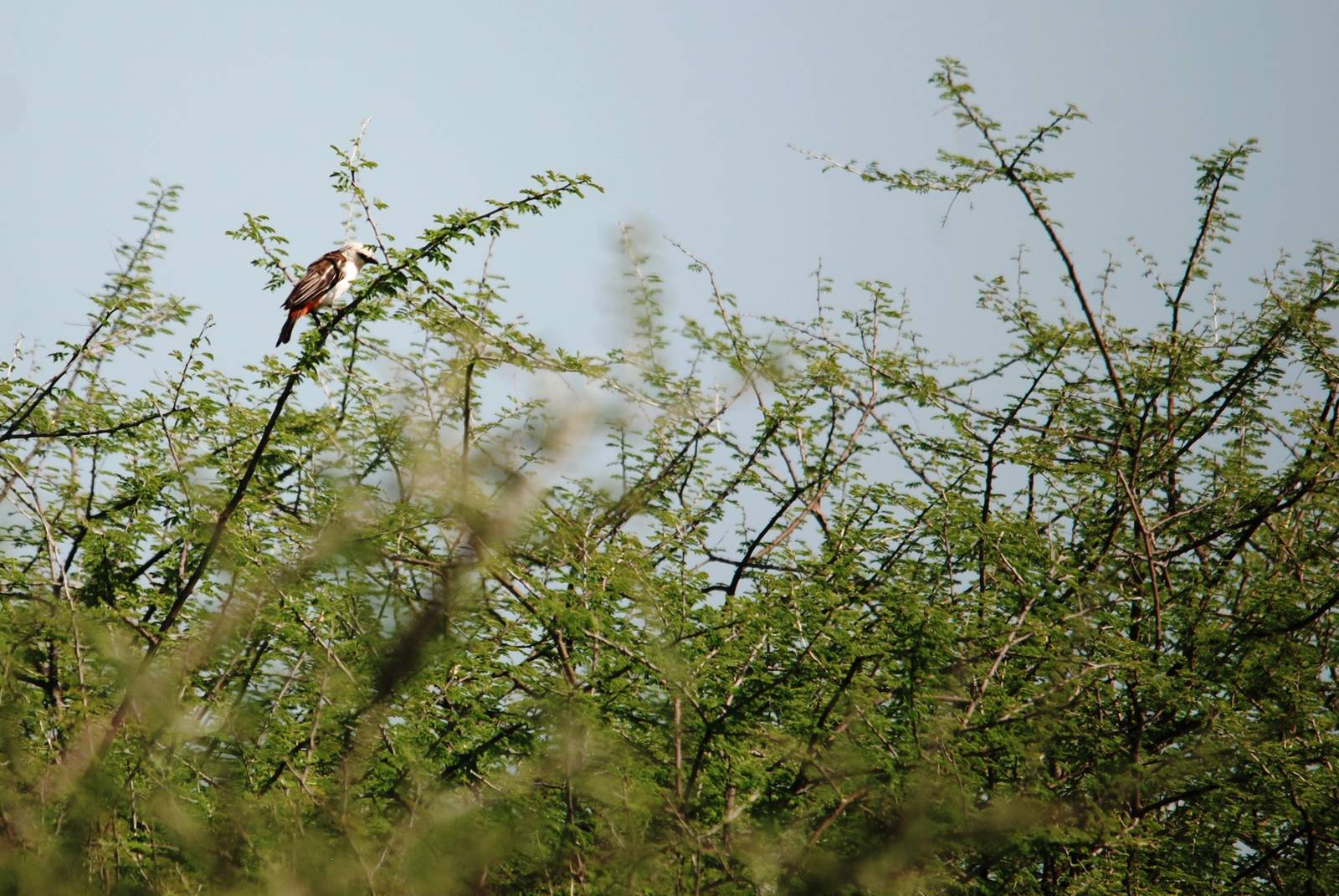 White-headed Buffalo Weaver in Awash NP, 12/10/14