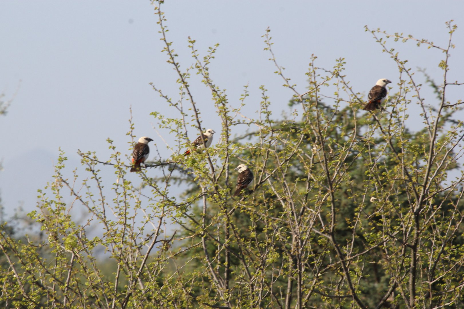 white-headed buffalo weaver or white-faced buffalo-weaver (Dinemellia dinemelli)