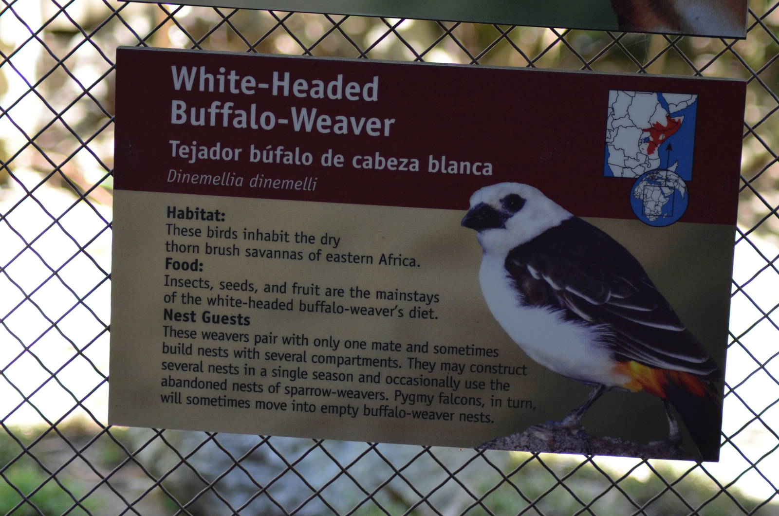 White-headed Buffalo Weaver Signage