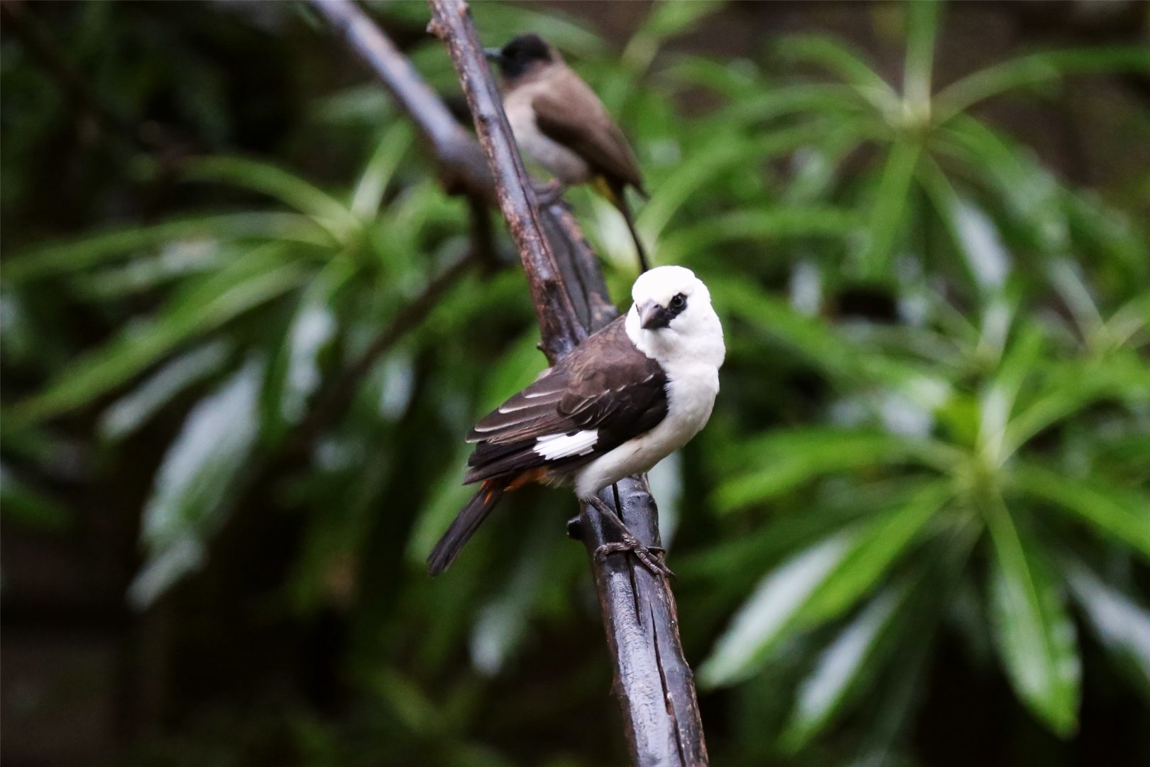 White-headed Buffalo-Weaver, with a Common Bulbul in the background