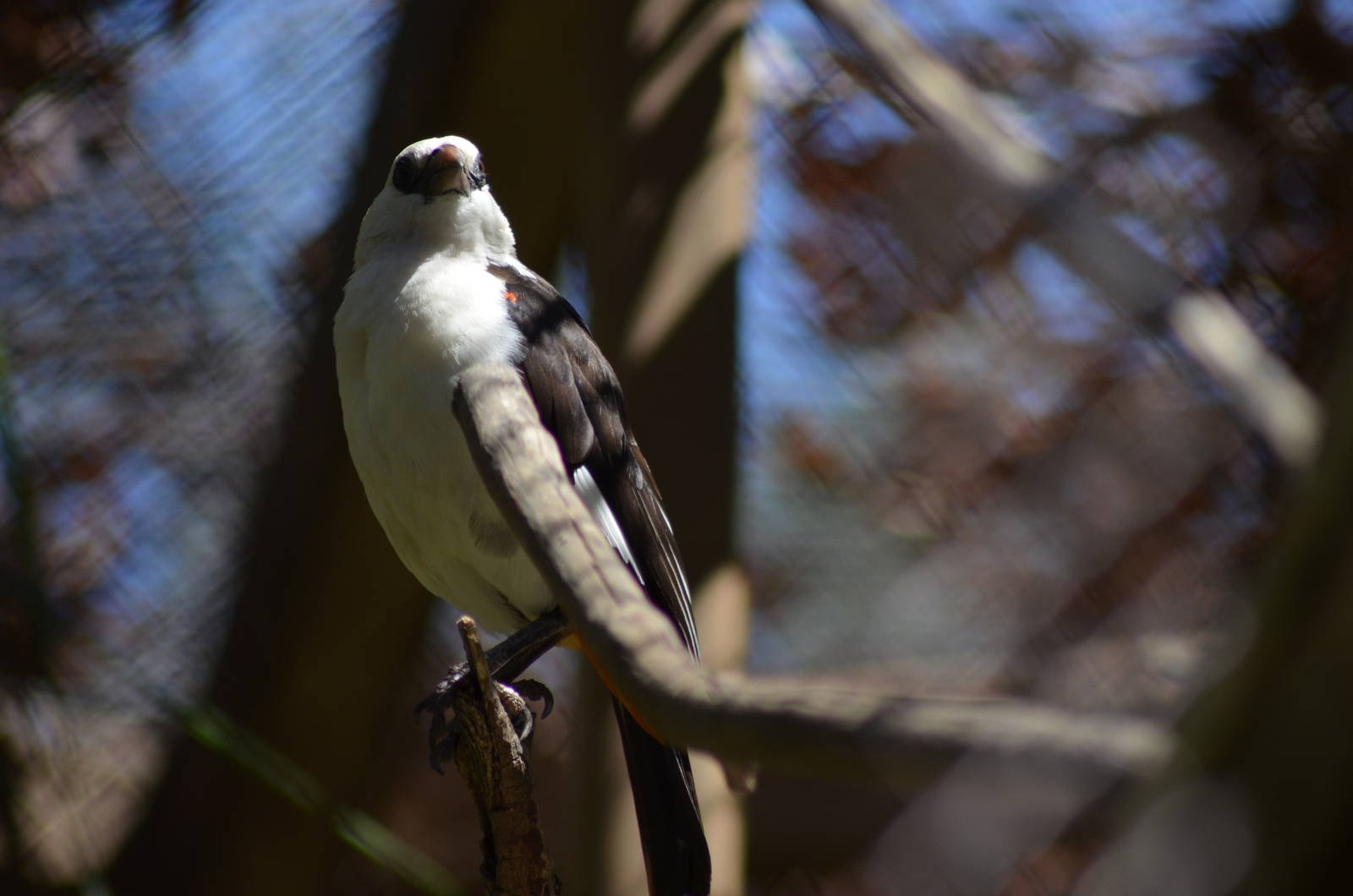 White-headed Buffalo Weaver