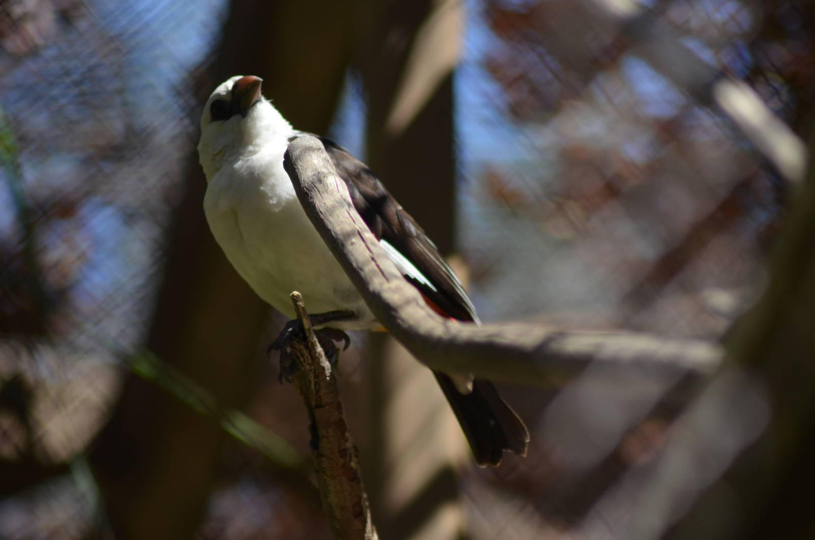White-headed Buffalo Weaver