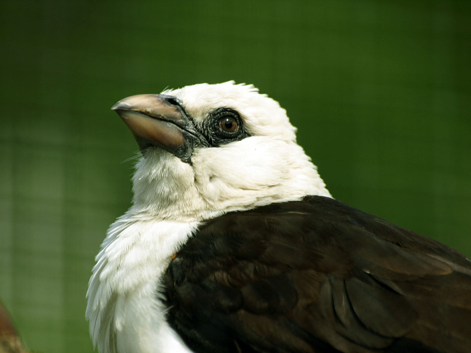 White-headed Buffalo weaver