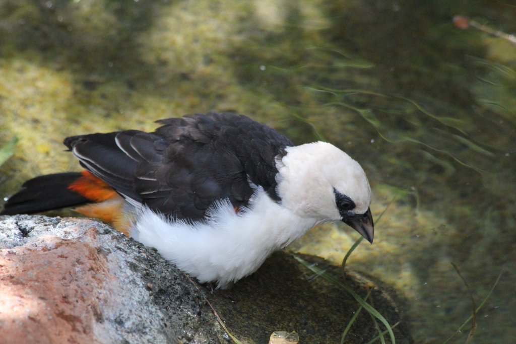 White-headed Buffalo Weaver