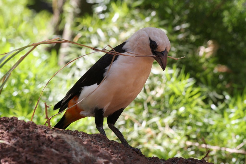 White-headed Buffalo Weaver