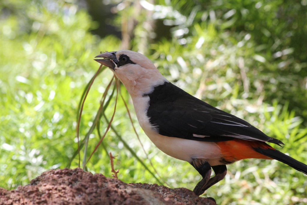 White-headed Buffalo Weaver