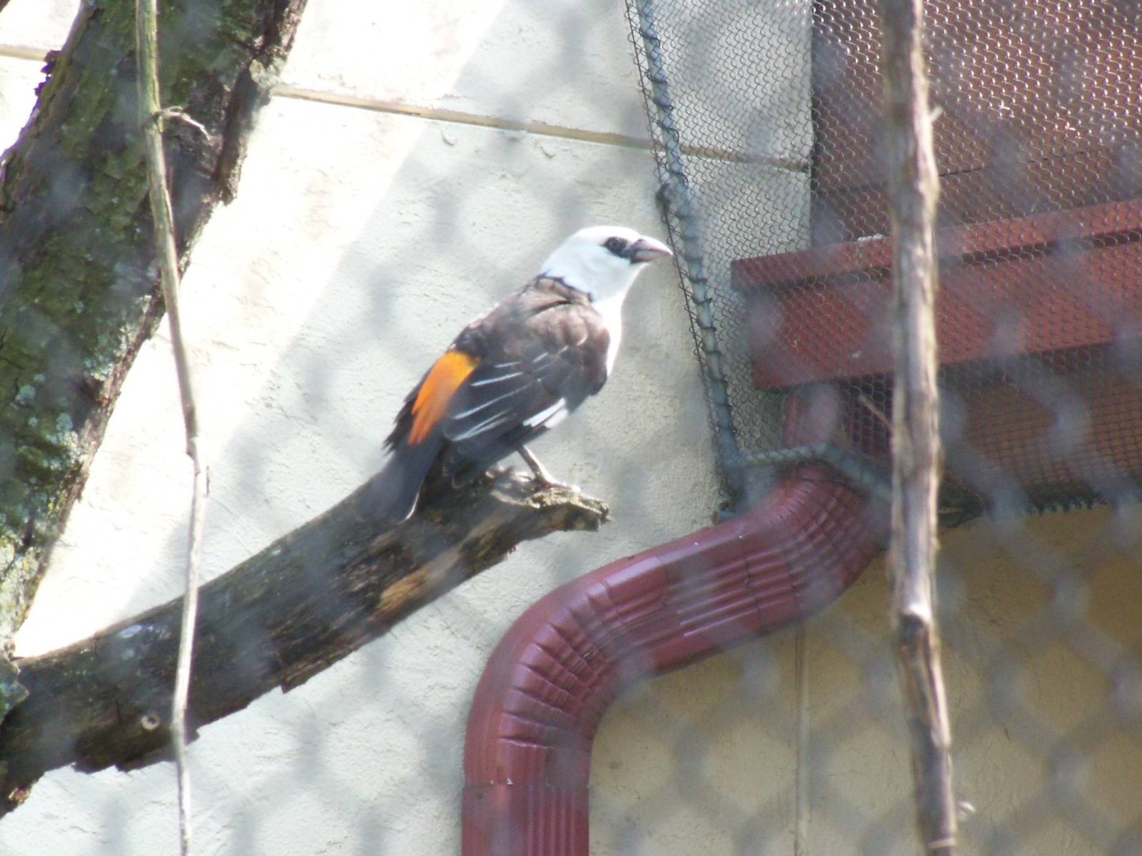 White-Headed Buffalo Weaver