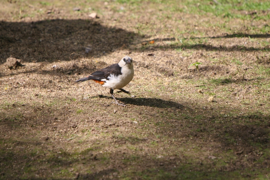 White-headed Buffalo Weaver