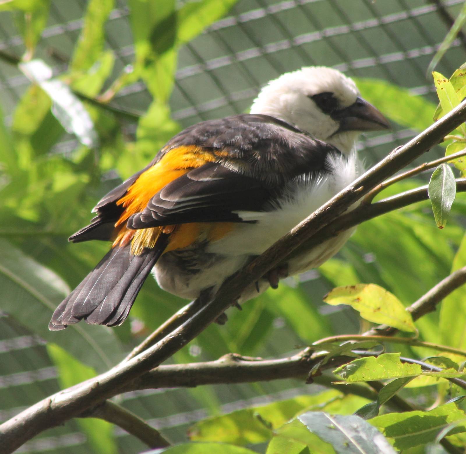 White-headed buffalo weaver