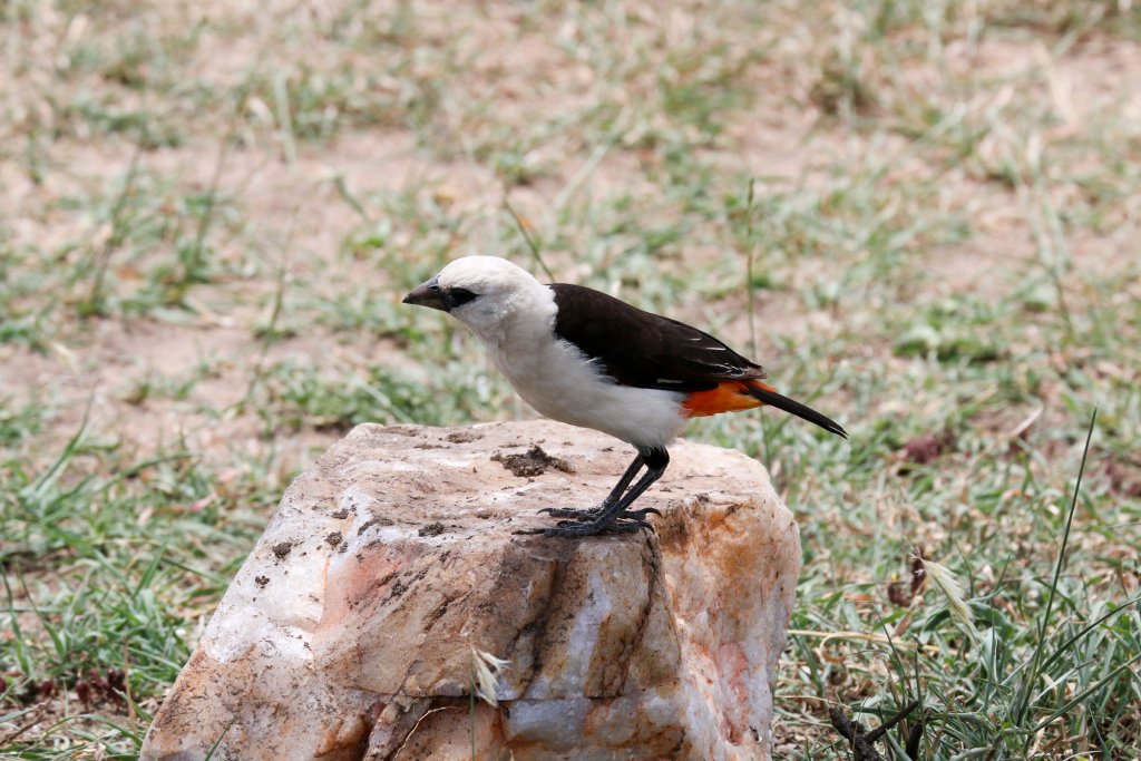White-headed Buffalo Weaver