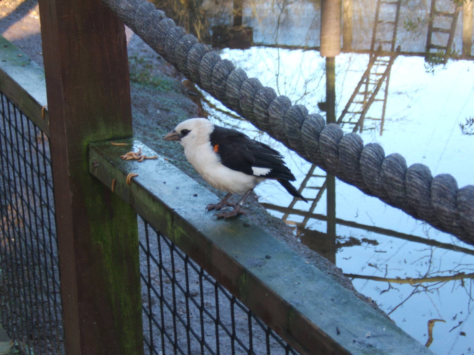 White-headed Buffalo Weaver