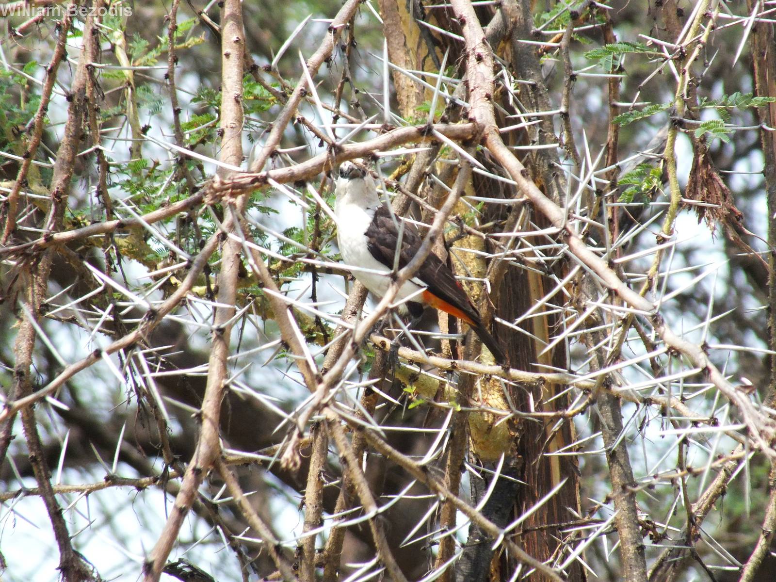 White-headed Buffalo-weaver