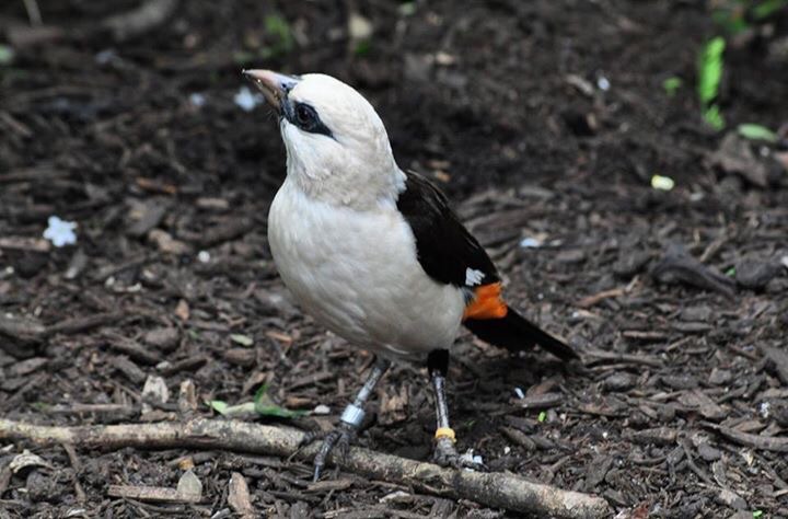 White-headed Buffalo Weaver