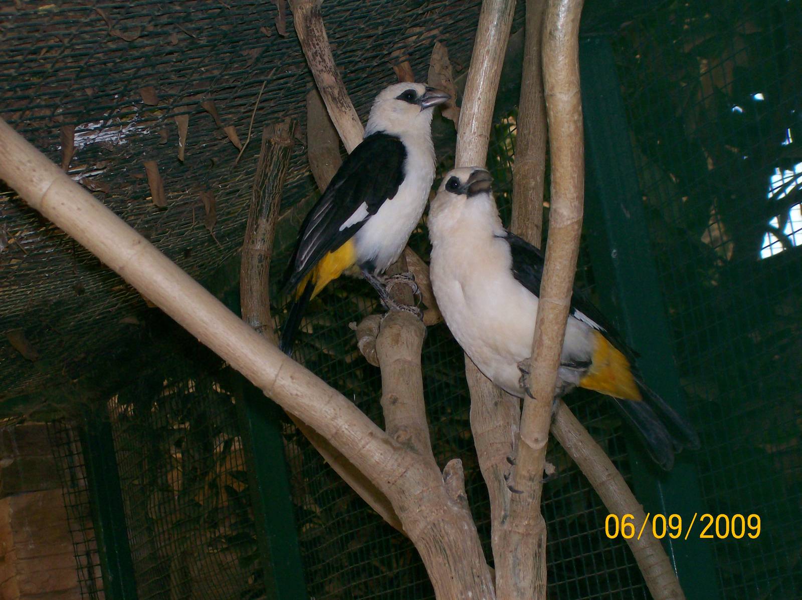 White-headed buffalo weaver