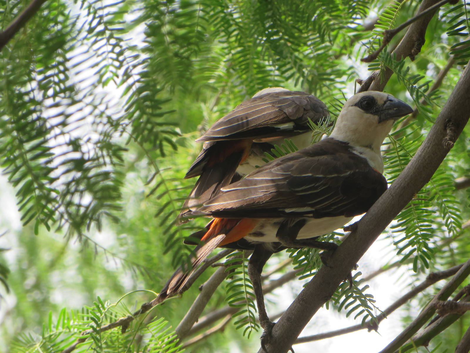 White-headed buffalo weaver
