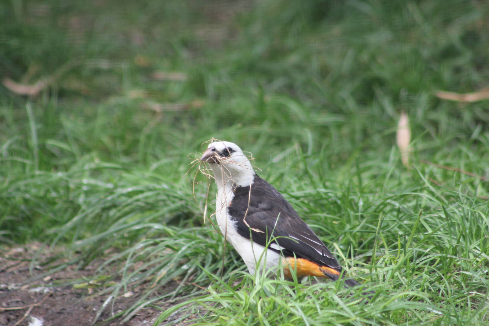 White-headed buffalo weaver