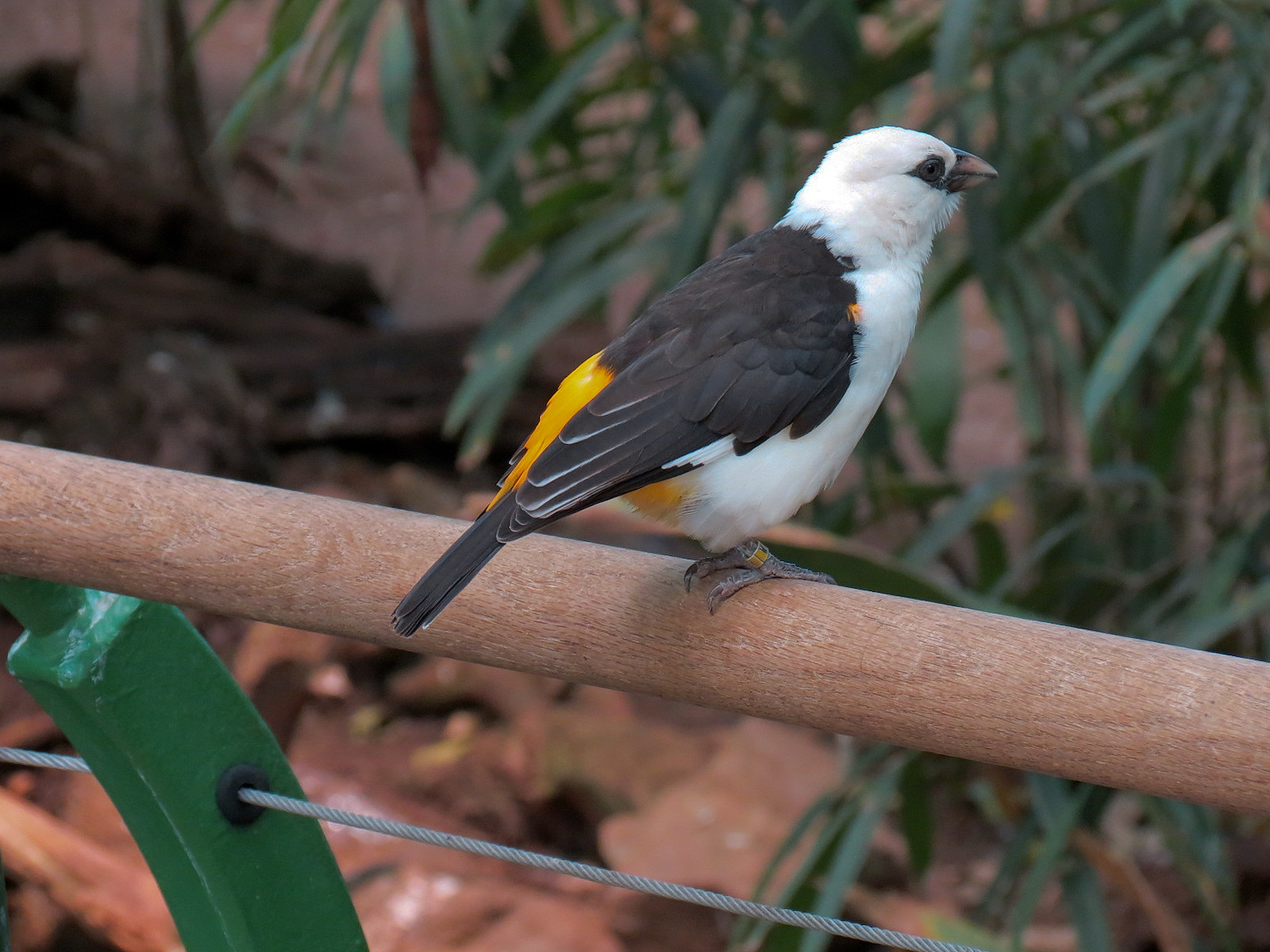 White-headed Buffalo Weaver
