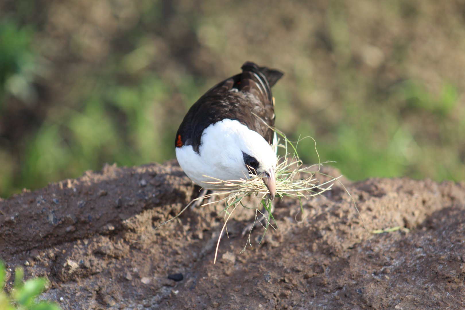 White-Headed Buffalo-Weaver