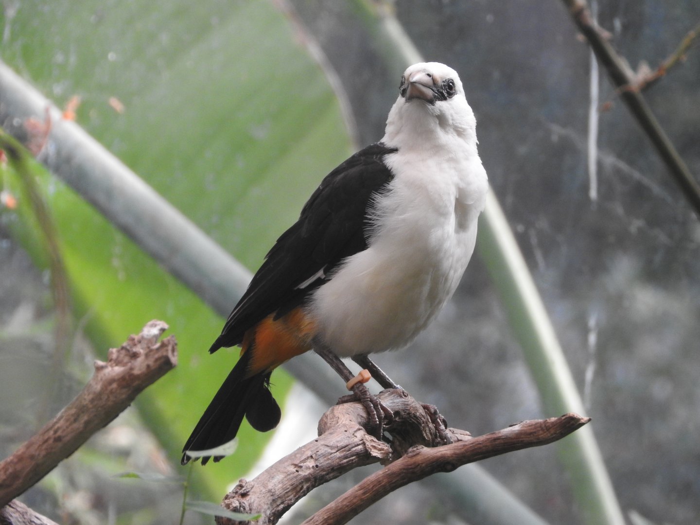 White-headed Buffalo Weaver