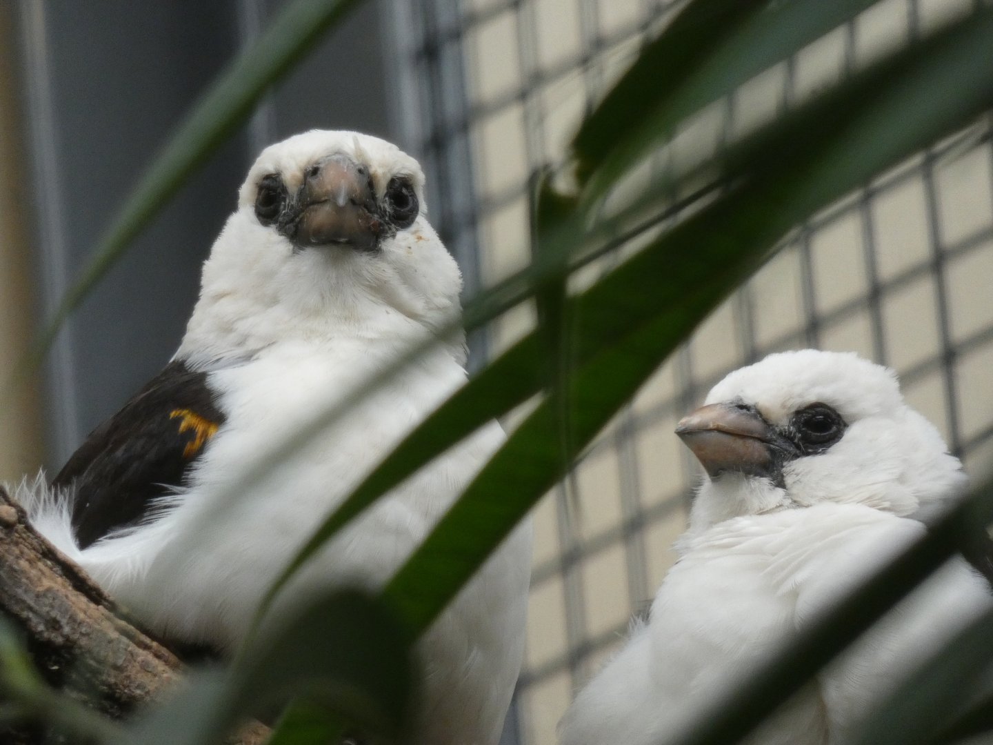 White-headed Buffalo Weaver