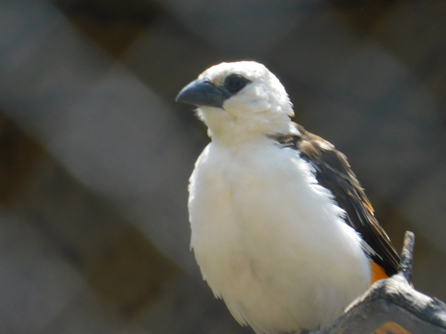 White Headed Buffalo Weaver