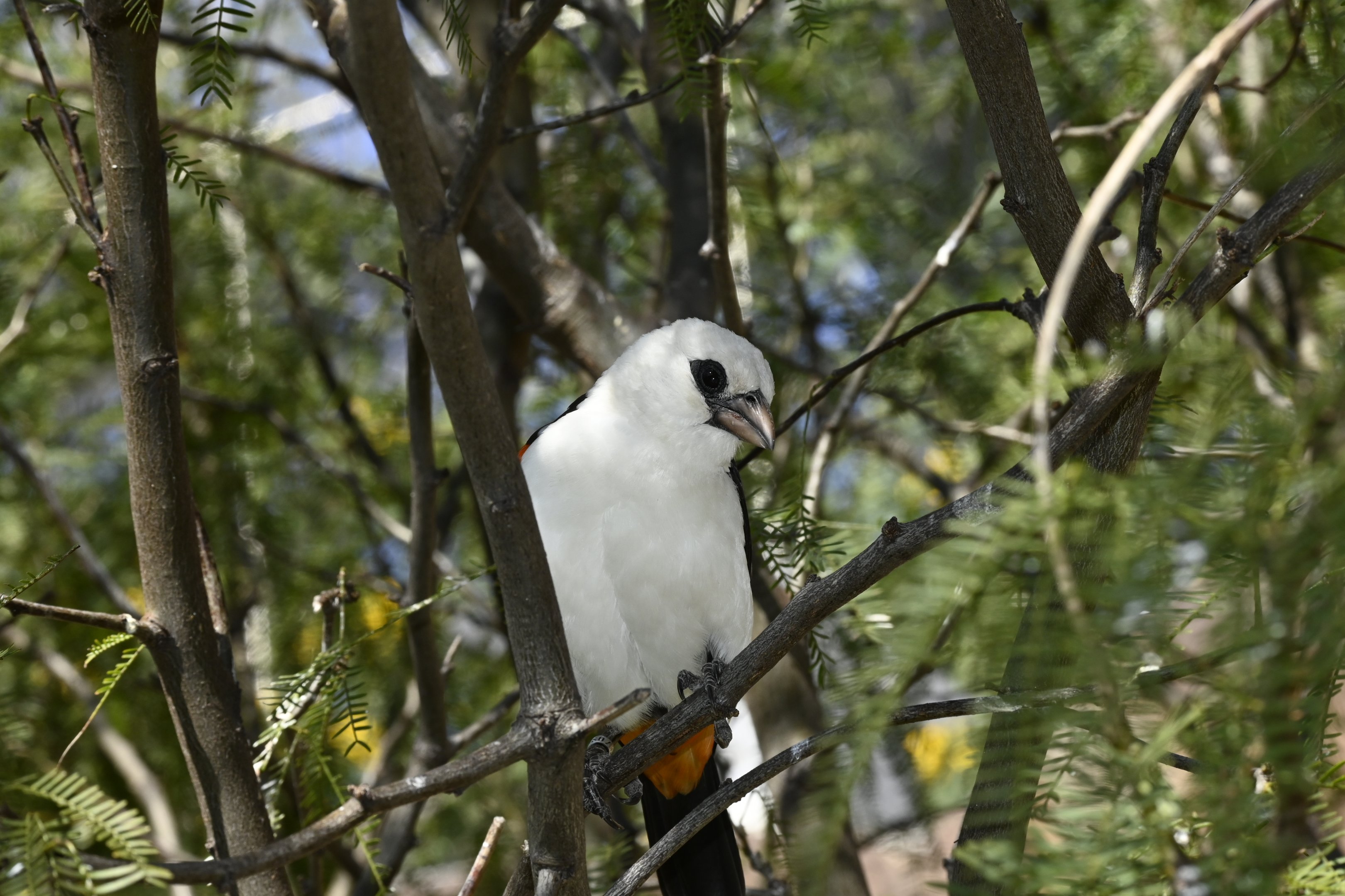White Headed Buffalo Weaver