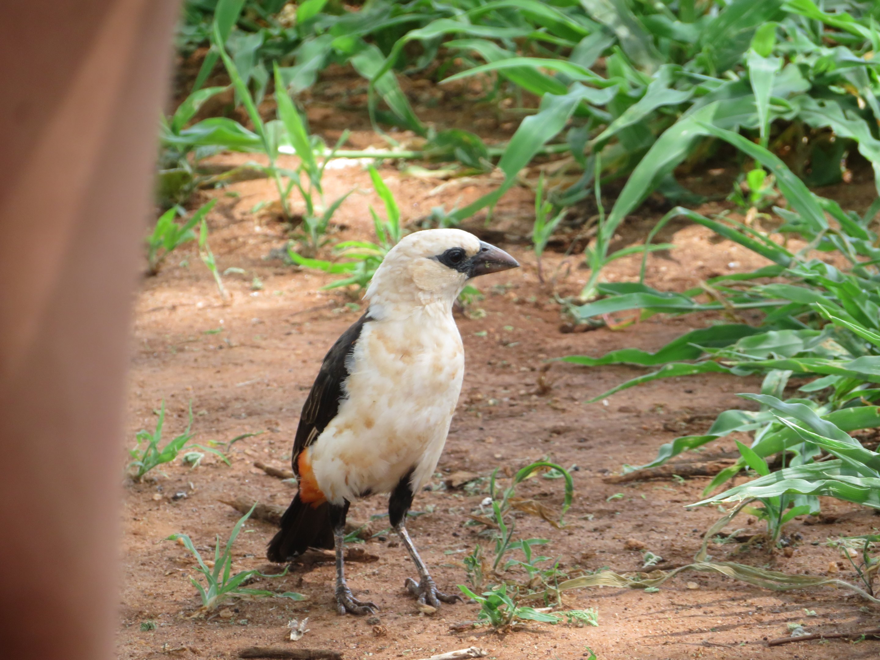 White-headed Buffalo Weaver