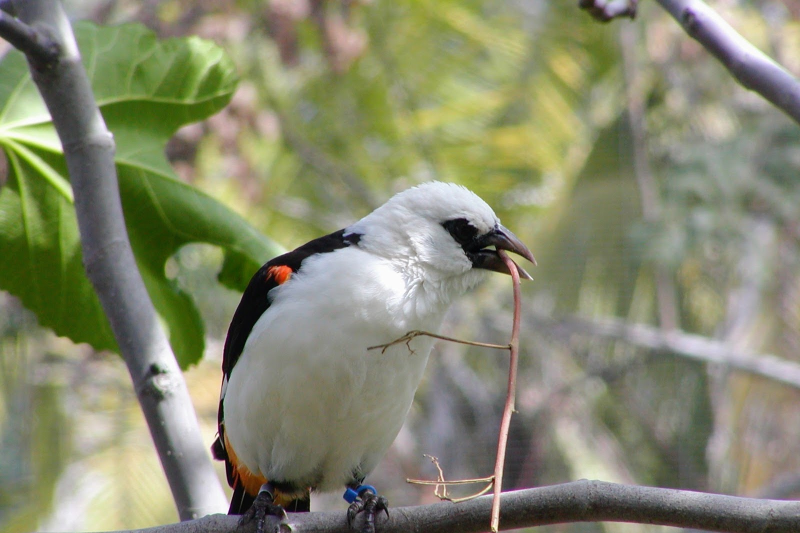 White-headed Buffalo Weaver