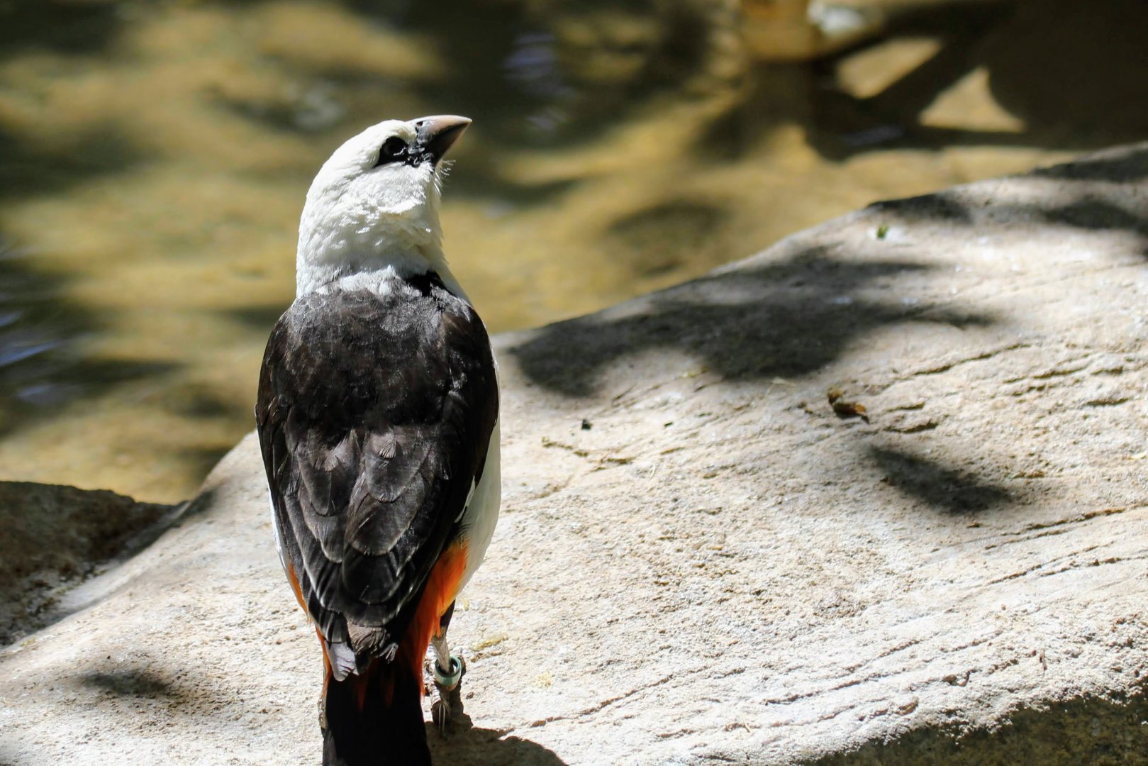 White-headed Buffalo Weaver