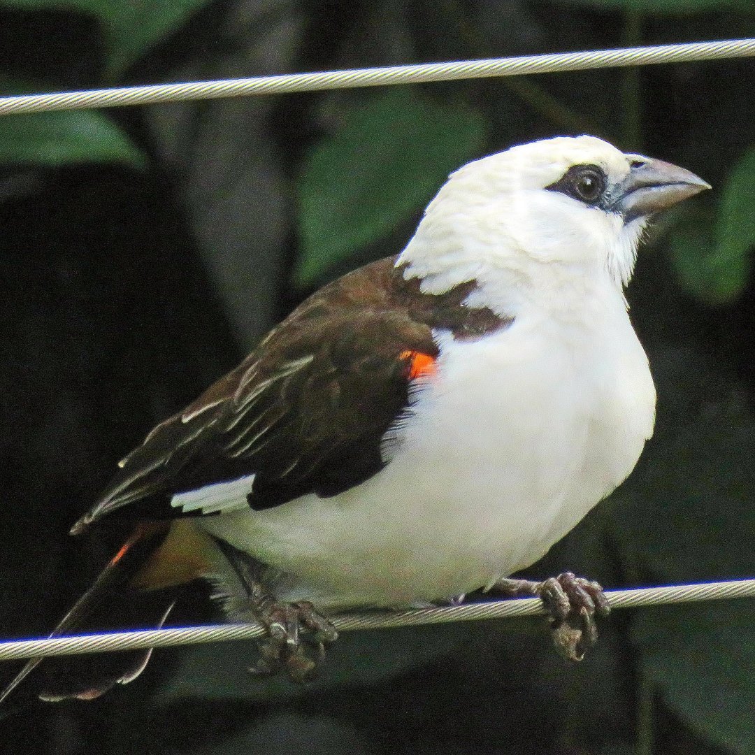 White-headed Buffalo-weaver
