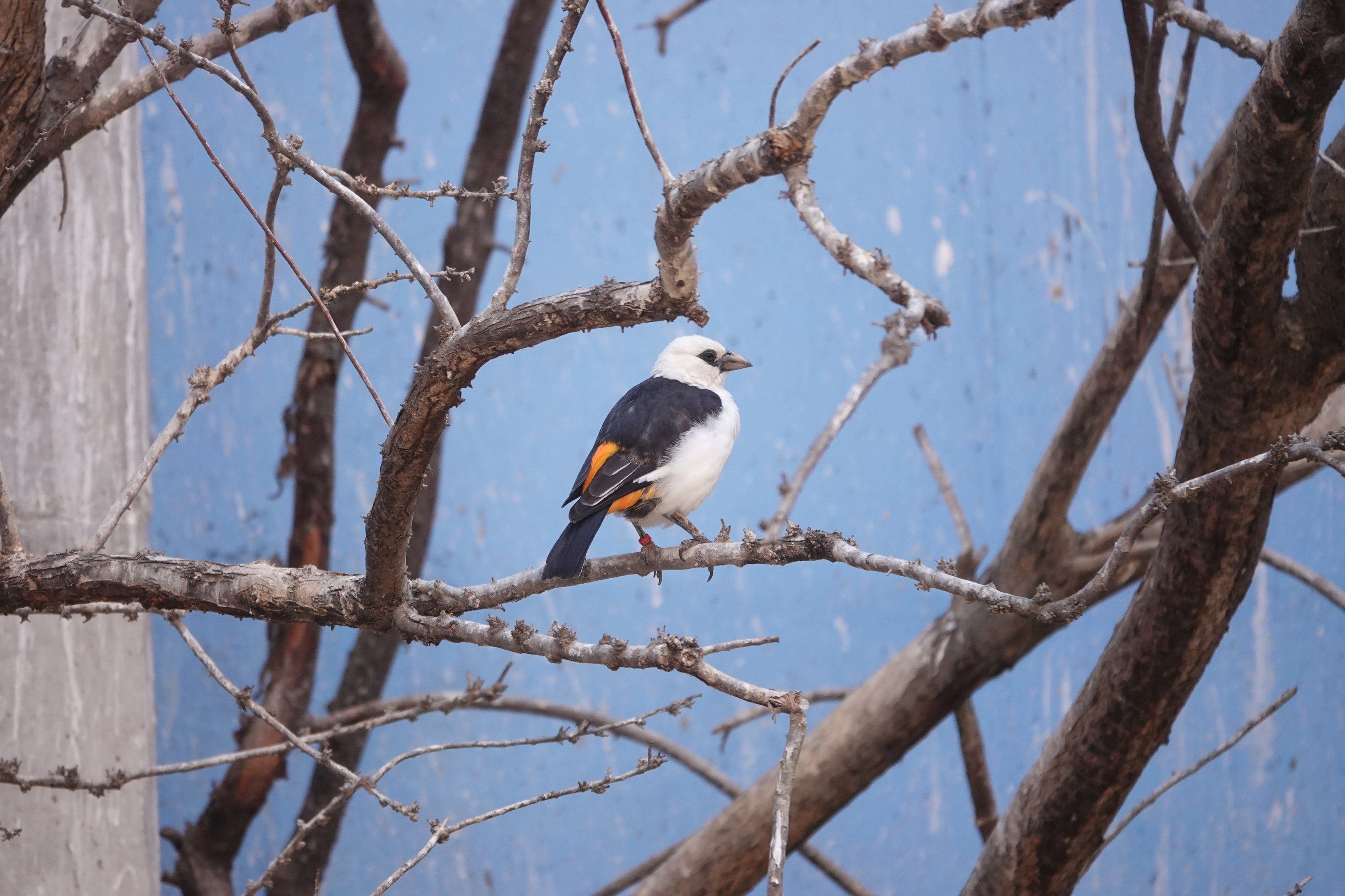 White-headed buffalo-weaver
